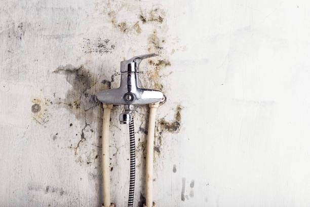 Home Mold Removal in Kalama, WA