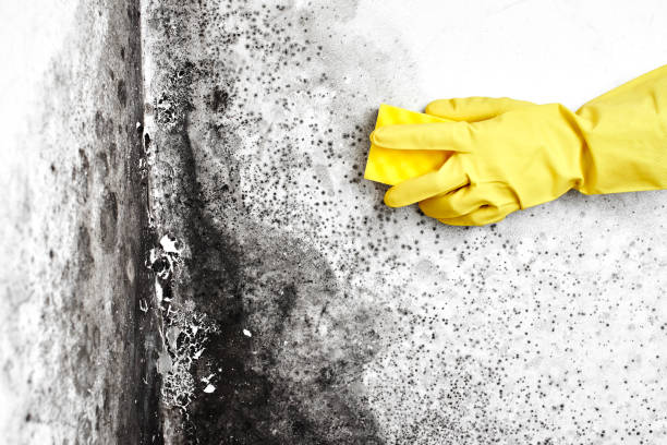 Attic Mold Removal in Kalama, WA