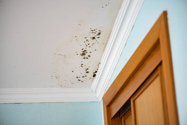 Best Mold Testing  in Kalama, WA