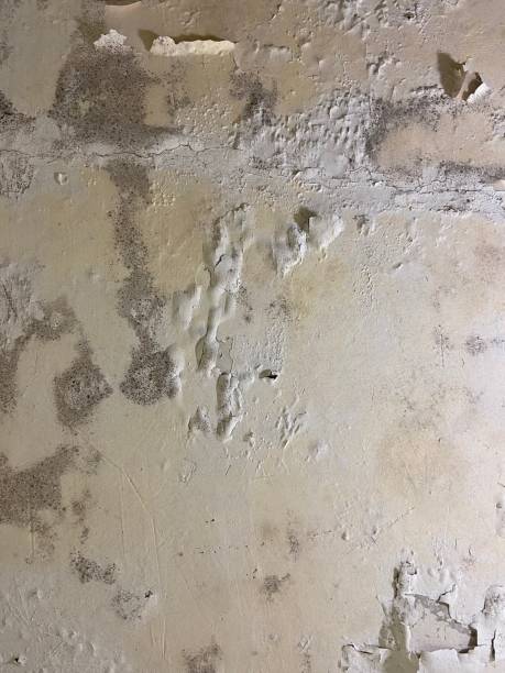 Best Fast Mold Removal  in Kalama, WA