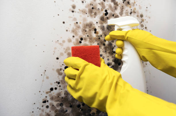 Mold Testing and Removal in Kalama, WA