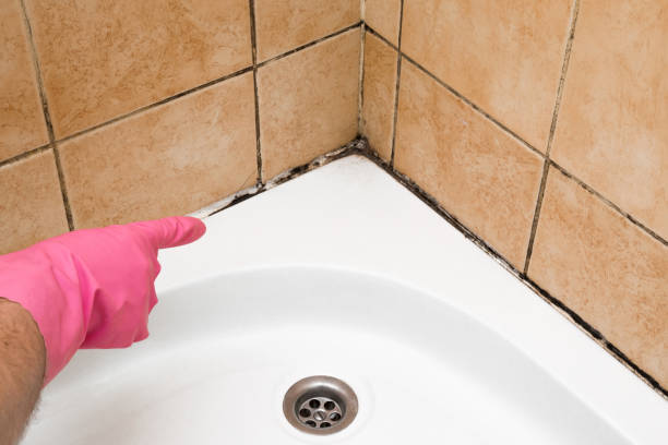 Mold Testing and Removal in Kalama, WA